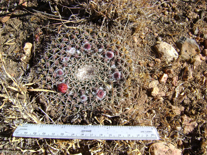 Файл:Mammillaria heyderi ssp. gummifera 2.jpg