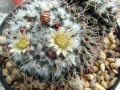 Mammillaria karwinskiana ssp. karwinskiana 05.jpg