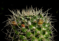 Mammillaria karwinskiana ssp. karwinskiana 9.jpg