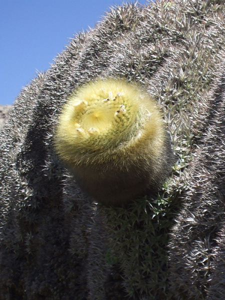 Файл:Parodia chrysacanthion 1h.JPG