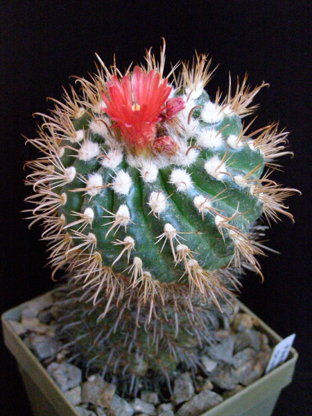 Файл:Parodia schwebsiana 2.JPG