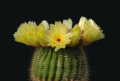 Parodia werdermanniana.jpg