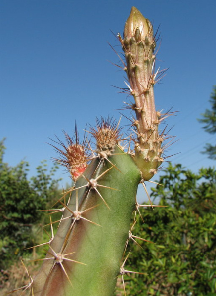 Файл:Peniocereus cuixmalensis 3.jpeg