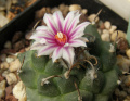 Turbinicarpus schmiedickeanus ssp. andersonii