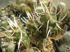 Tephrocactus articulatus var. papyracanthus.jpg