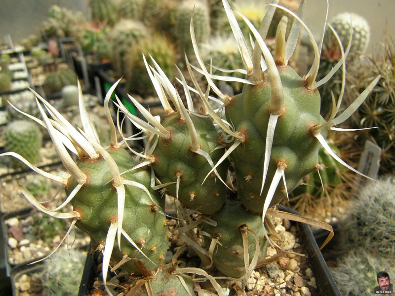 Файл:Tephrocactus articulatus var. papyracanthus.jpg