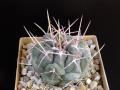 Thelocactus hexaedrophorus ssp. hexaedrophorus SB 1075.JPG