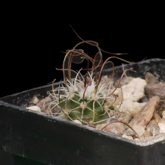 Turbinicarpus graminispinus.JPG