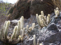 Cleistocactus hyalacanthus 1210.jpeg