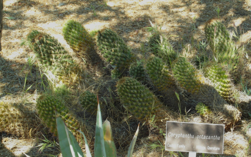 Файл:Coryphantha octacantha 3.JPG