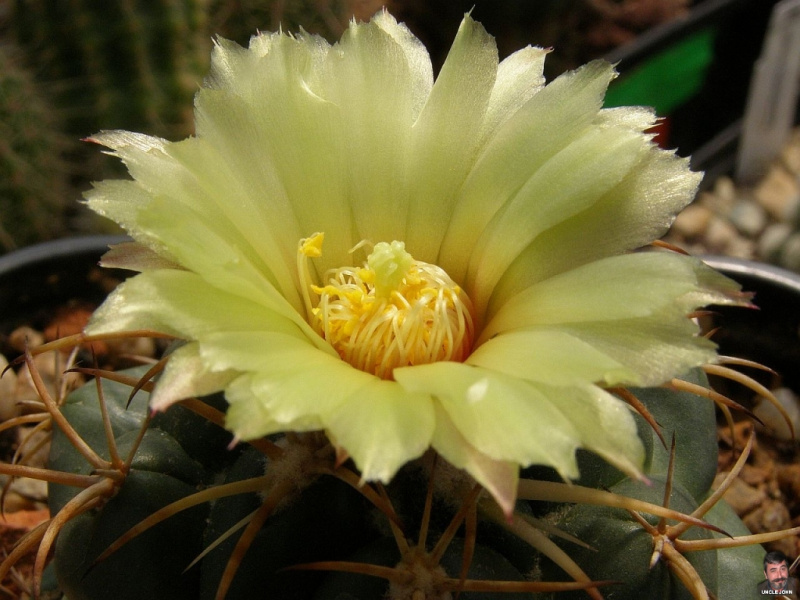 Файл:Coryphantha pycnacantha.jpg