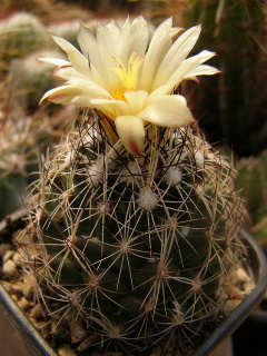 Coryphantha robustispina ssp. scheeri 1.jpg