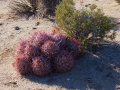 Echinocactus polycephalus polycephalus 4h.jpg
