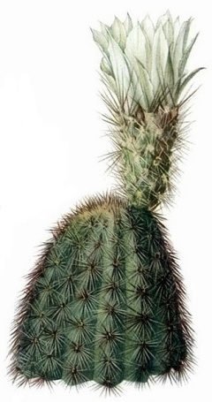 Echinocereus Grandis.jpg
