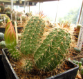 Echinocereus stoloniferus ssp. tayopensis L95