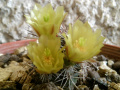 Echinocereus viridiflorus ssp. davisii SB426.jpg