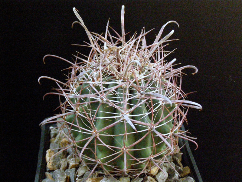 Файл:Ferocactus wislizeni.JPG