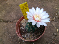 Gymnocalycium аmerhauseri.jpg