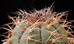 Gymnocalycium spegazzinii ssp. cardenasianum.jpg