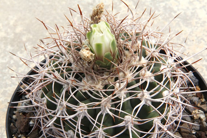 Файл:Gymnocalycium valnicekianum pm.jpg
