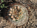 Mammillaria barbata 1.jpg