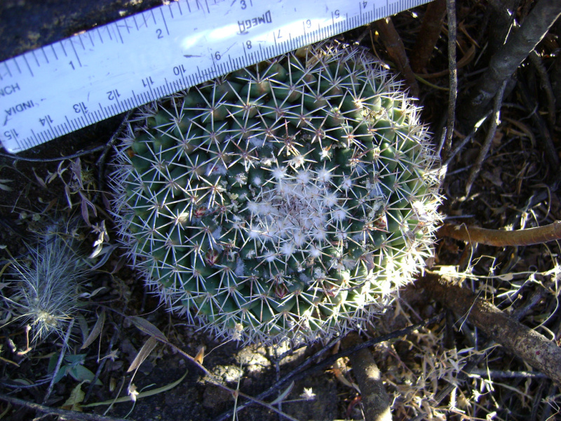 Файл:Mammillaria heyderi ssp. gummifera.jpg