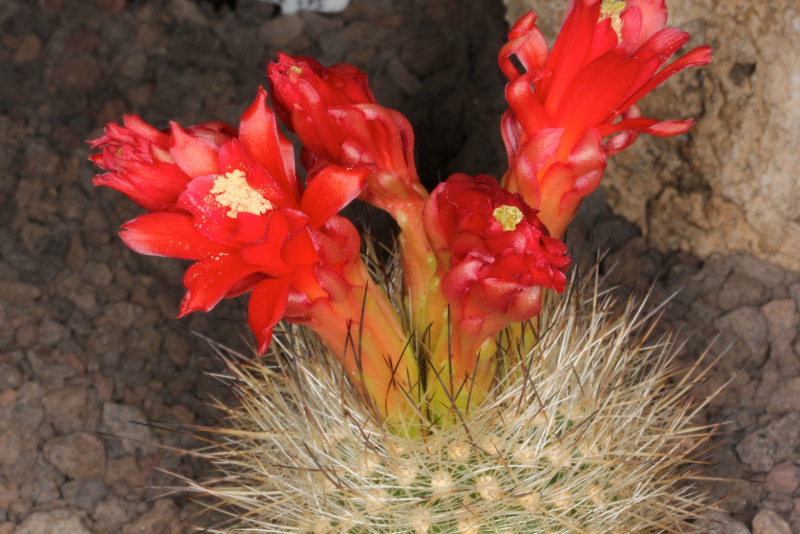 Файл:Matucana haynei ssp. herzogiana 1.jpg