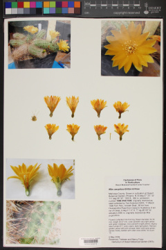 Mila pugionifera.jpg