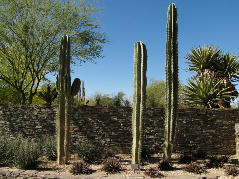 Файл:Neoraimondia herzogiana 10.jpg