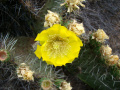Opuntia huajuapensis 33.JPG