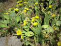 Opuntia humifusa
