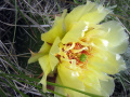 Opuntia polyacantha 5.JPG