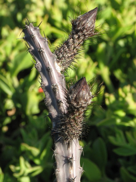 Файл:Peniocereus johnstonii 1584.jpeg