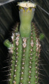 Pilosocereus catingicola hapalacanthus.JPG