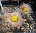 Pterocactus australis