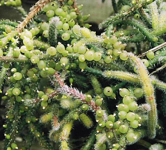 Файл:Rhipsalis baccifera 2.jpg