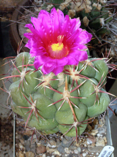 Thelocactus bicolor ssp. heterochromus.JPG
