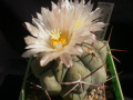 Thelocactus hexaedrophorus var. paradensis