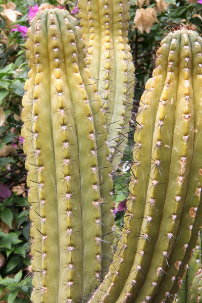 Файл:Browningia chlorocarpa pm.jpg