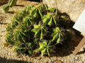 Ferocactus robustus 1.jpg