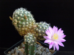Mammillaria saboae ssp. saboae .jpg