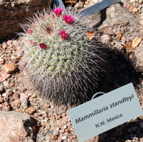Файл:Mammillaria standlleyi 1 b.jpg