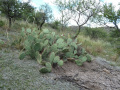Opuntia sulphurea