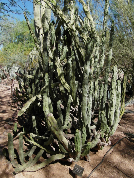 Файл:Pachycereus scotti monstrusus 8.JPG