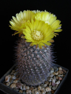 Parodia microsperma ssp. horrida.jpg