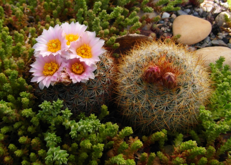 Файл:Pediocactus simpsonii v.minor.JPG