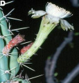 Peniocereus chiapensis 1.jpg