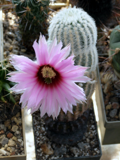 Echinocereus pectinatus ssp. pectinatus.JPG
