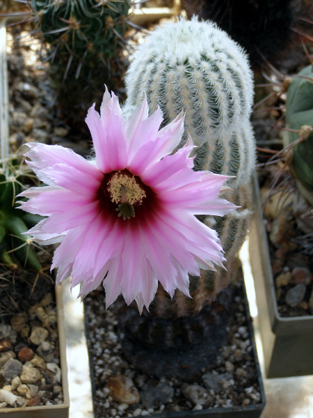 Файл:Echinocereus pectinatus ssp. pectinatus.JPG