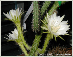 Echinopsis hahniana.jpg